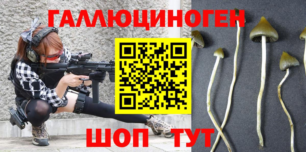 Псилоцибиновые грибы Psilocybe Кизилюрт